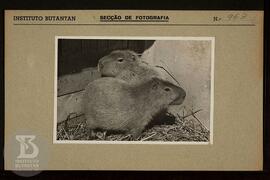 fotografia em detalhe de capivara. Ficha da Seção de fotografia nº 963, solicitado pela Seção de ...