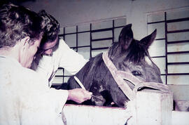 Setor de Imunização da Fazenda São Joaquim, técnico realizando raspagem de pelo do cavalo no loca...