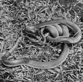 Muçurana (Clelia ) se alimentando provavelmente de jararaca (Bothrops jararaca), serpente peçonhenta