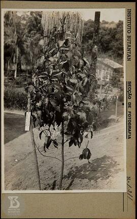 "Quimera". Ficha da seção de fotografia nº1311, solicitação da  seção de botânica (Dr. ...
