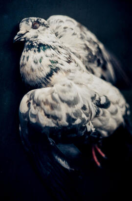 Pombo [aguardando verificação do soro]