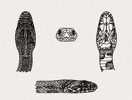 Drymobius bifossatus - Mastigodryas bifossatus
