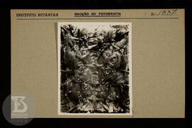 Detalhe de órgãos de scolopendra. Ficha da Seção de fotografia nº 1337, solicitado pela Seção de ...