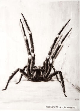 Ilustração científica de aranha Phoneutria - Armadeira
