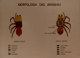 Quadro com morfologia das aranhas