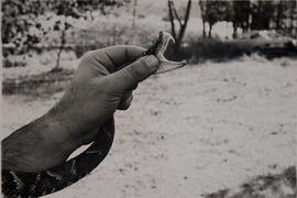 Apresentação de uma jararaca (Bothrops jararaca) mostrando as presas inoculadora