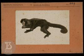 Detalhe de macaco. Ficha da Seção de fotografia nº 009, solicitado pela Seção de Febre Amarela (d...