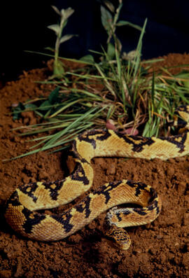 Lachesis muta (surucucu pico de jaca) serpente peçonhenta