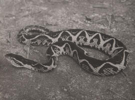 Jararacussu (Bothrops Jararacussu)