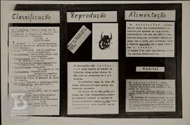 Material didático sobre serpentes e escorpiões. Classificação , reproudção, alimentação e habitat.