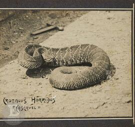 Instituto Butantan 02. Crotalus Horridus "Cascavel"