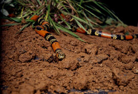 Bothrops jararaca (jararaca), serpente peçonhenta em cenário produzido para foto