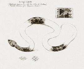 Bothrops neglecta - Bothrops pirajai (frente)