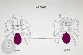 Material didático sobre aranhas. Reprodução de ilustração de aranha dorso e ventre