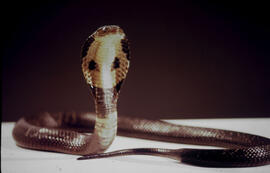 Vista ventral da Naja, serpente peçonhenta exótica da família Elapidae – conhecidas por cobra-cap...