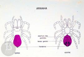 Material didático sobre aranhas. Reprodução de ilustração de aranha aspecto dorsal e ventral, det...