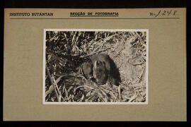 Ninho de lebre (Lepus europaeus).  Imagem colada na ficha da Seção de fotografia nº 1248, solicit...