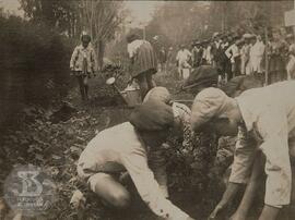 Plantada árvore simbólica no "dia da árvore". Plantio de Pinho do Paraná "araucari...