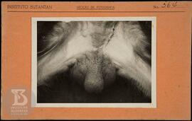 Detalhe de escroto de macaco rhesus. Ficha da Seção de fotografia nº 364, solicitado pela Seção d...