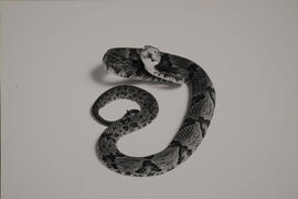 Cobra Jararaca (Bothropóides jararaca)