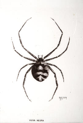 Ilustração científica de aranha Viúva negra