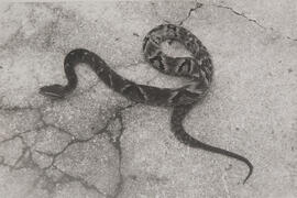 Jararaca (Bothrops Jararaca)