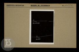 Reprodução de gráfico. Ficha da Seção de fotografia nº 1370. Ficha sem preenchimento, frente