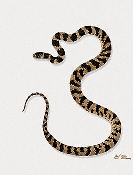 Sibynomorphus turgidus  - Sibynomorphus turgidus