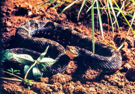 Bothrops jararaca (jararaca), serpente peçonhenta evidenciando as fossetas em cenário produzido p...