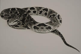 Jararaca (Bothrops jararaca)