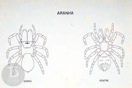 Material didático sobre aranhas. Reprodução de ilustração de aranha dorso e ventre