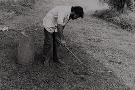 Giuseppe Puorto manejando uma jararaca (Bothropóides jararaca)