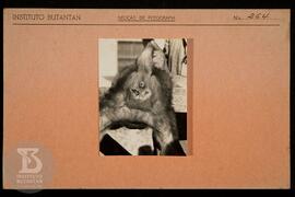 Detalhe de macaco em experiência. Ficha da Seção de fotografia nº 264, solicitado pela Seção de F...