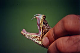 Contenção manual de serpente peçonhenta do gênero Crotalus com a boca aberta, evidenciando presas...