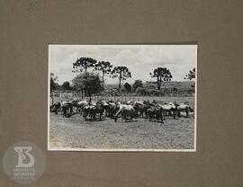 Instituto Butantan Cobras do Brasil Vol. 3. Vista geral de campo com cavalos