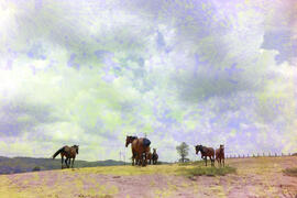 Fazenda São Joaquim, vista de cavalos pastando