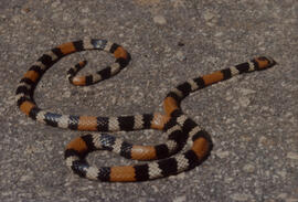 Cobra coral de colar (Micrurus brasiliensis)