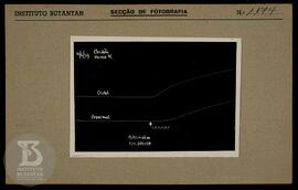 Reprodução de Gráfico. Ficha da Seção de fotografia nº 1174, solicitado pela Seção de Fisiopatolo...