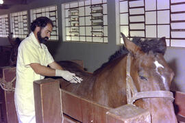 Setor de Imunização da Fazenda São Joaquim, técnico realizando inoculação de veneno em cavalo par...