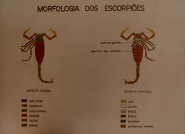 Quadro com morfologia dos escorpiões