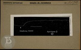 reprodução de gráfico. Ficha da seção de fotografia nº 1192, solicitado pela Seção de Fisiopatolo...