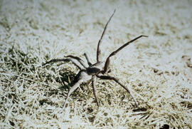 Aranha do gênero Phoneutria (armadeira)