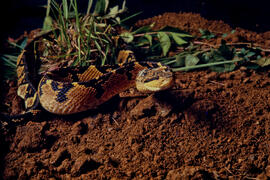 Lachesis muta (surucucu pico de jaca) serpente peçonhenta