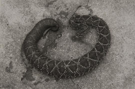 Cascavel (Crotalus durissus terrilicus), umas das três espécies a ser enviada à URSS.