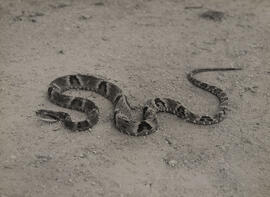 Jararaca (Bothrops jararaca)