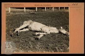 Detalhe de cavalo [morto]. Ficha da Seção de fotografia nº 268, sem preenchimento. Frente