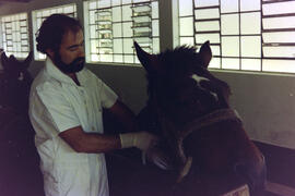 Setor de Imunização da Fazenda São Joaquim, técnico colocando acesso no pescoço do cavalo para re...