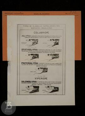 Material didático. "Tipos de glandulas supralabiais nas serpentes brasileiras - Colubridae&q...