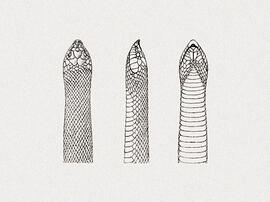 Lystrophis semincinctus - Xenodon semicinctus