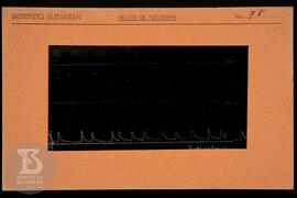 Reprodução de gráfico. Ficha da Seção de fotografia nº 78, solicitado pela Seção de Fisiologia (D...